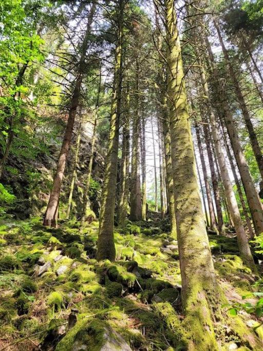 Ferienwohnung Schwarzwaldblick Bad Rippoldsau-Schapbach Bagian luar foto